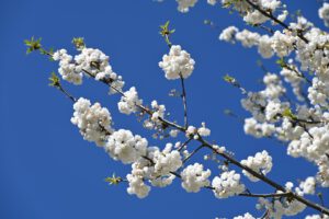 thema bloem